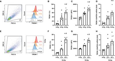 Radiation upregulates macrophage TREM-1 expression to exacerbate injury in mice